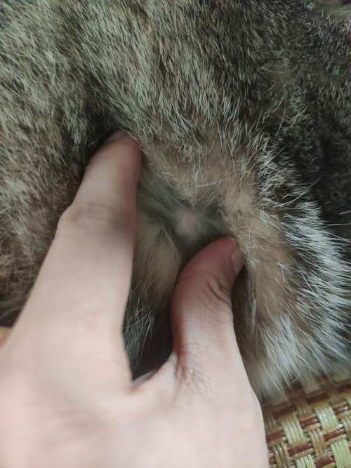猫腿上长了一个肉疙瘩