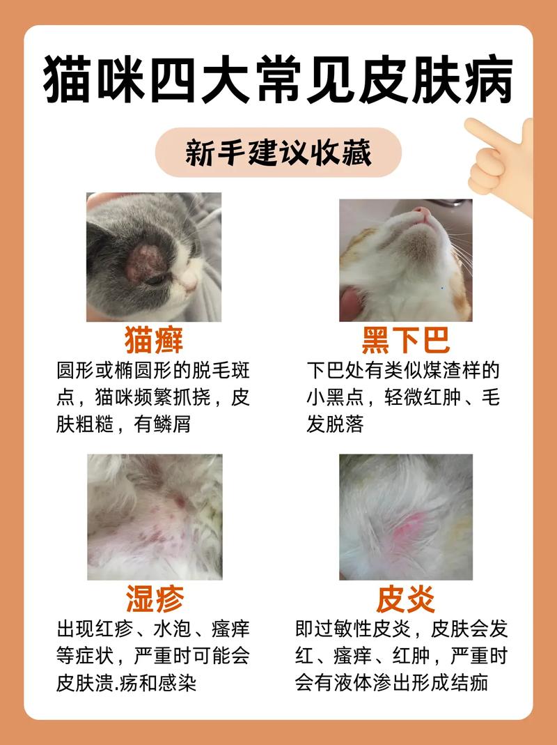 猫身上长疙瘩是怎么回事