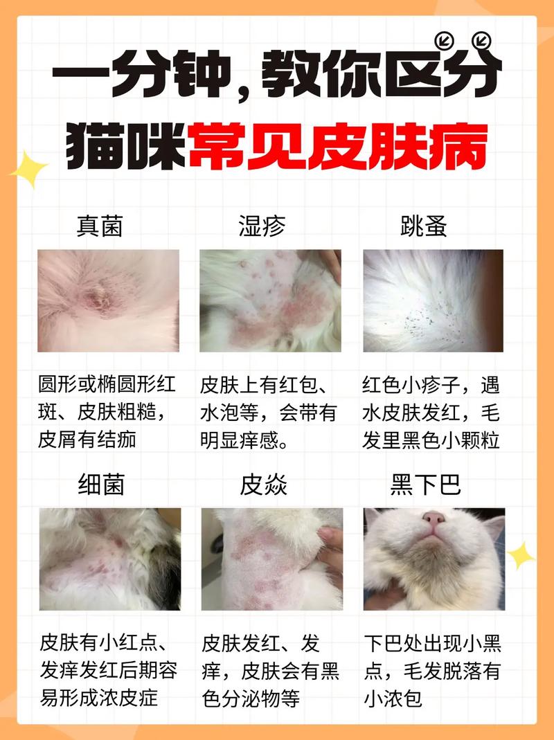 猫猫身上长疙瘩是怎么回事?
