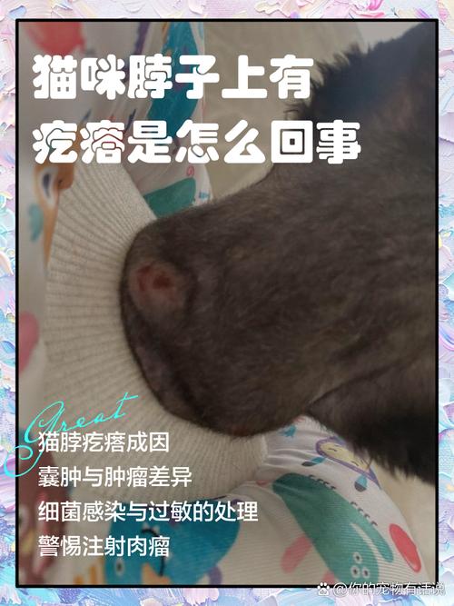 猫咪身上有小疙瘩是怎么回事?