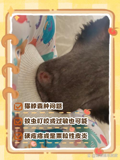 猫咪身上长了痘痘一样的东西(猫咪身上有小疙瘩)?