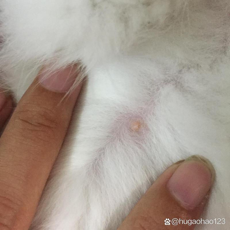 猫咪身上的小疙瘩呈结痂状,怎么治疗比较好?