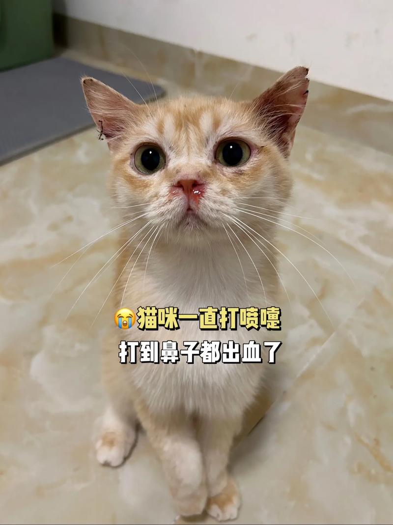 猫鼻子一直是干的但很活泼