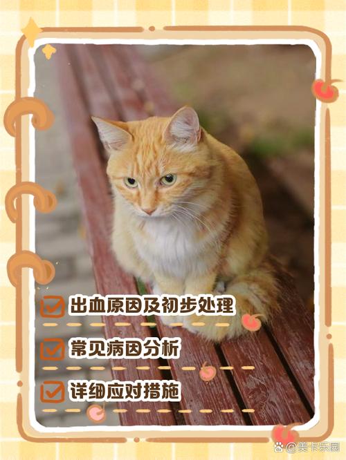 猫咪鼻子干燥是什么原因