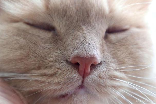 猫咪鼻子干的原因有哪些?
