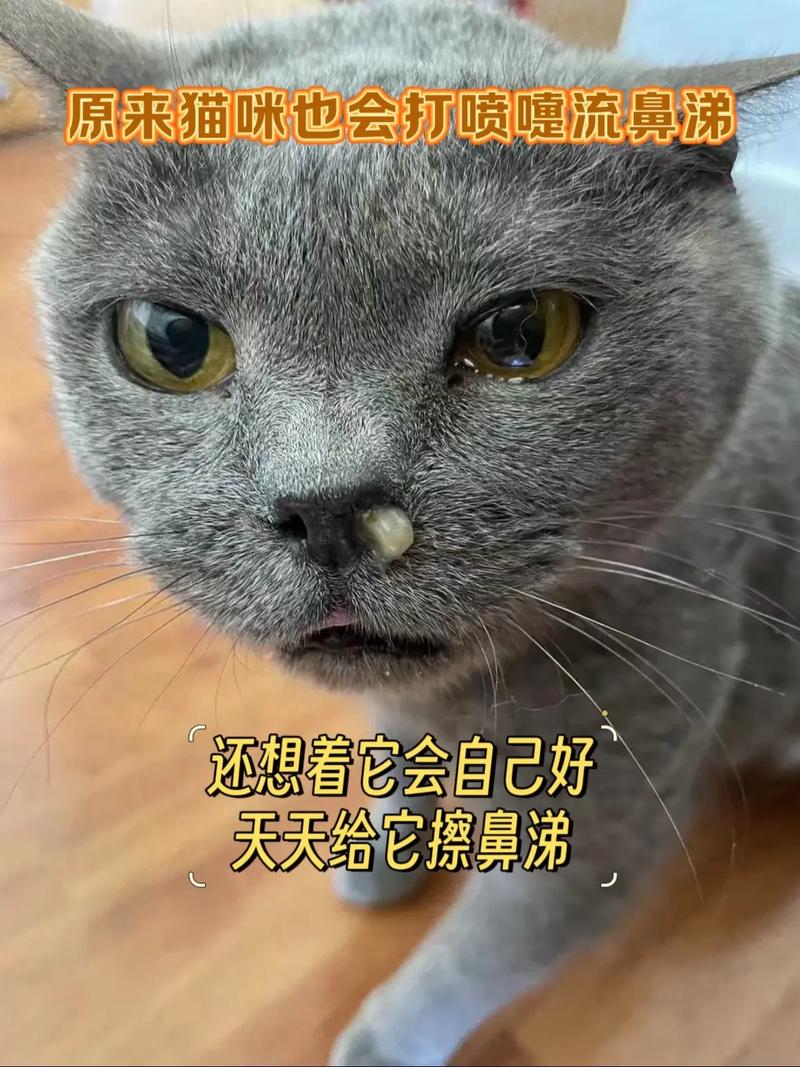 小猫鼻子干但精神好怎么回事啊