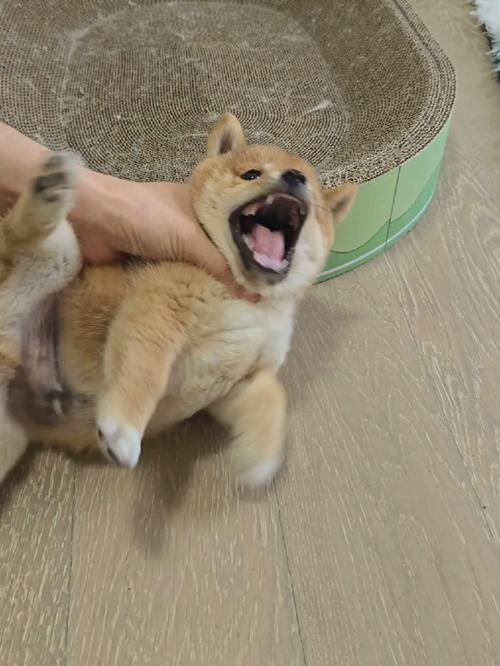 养了狗狗天天打它有啥不好的风水?