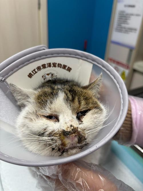 两个月小猫流鼻涕有眼屎怎么回事