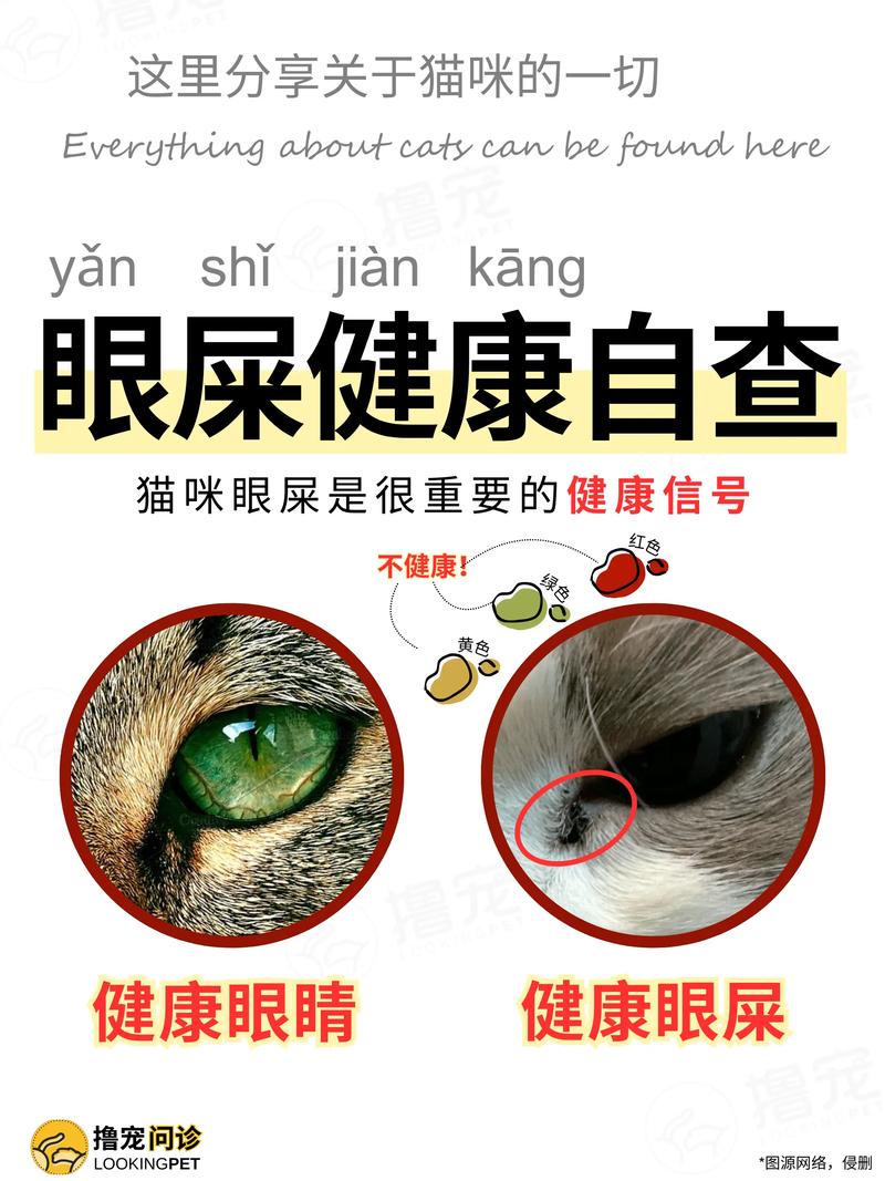 波斯猫有眼屎的原因及处理方法
