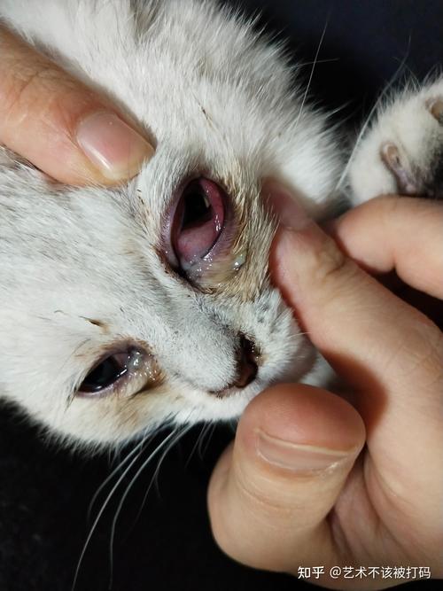 东方短毛猫鼻子干有眼屎