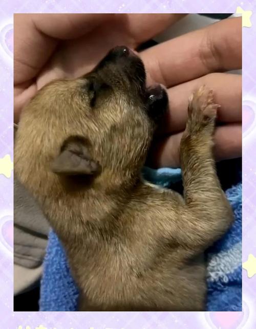 刚出生的狗狗可以喝婴儿奶粉吗?