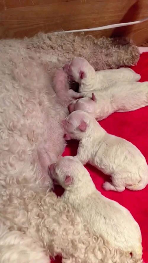 刚出生十几天的小狗能吃什么