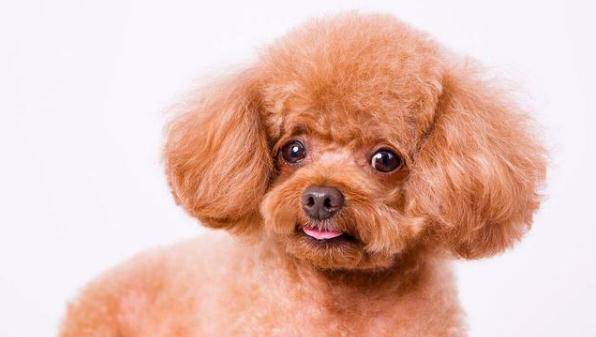 宝宝喝的奶粉可以给狗狗喝吗?为什么?