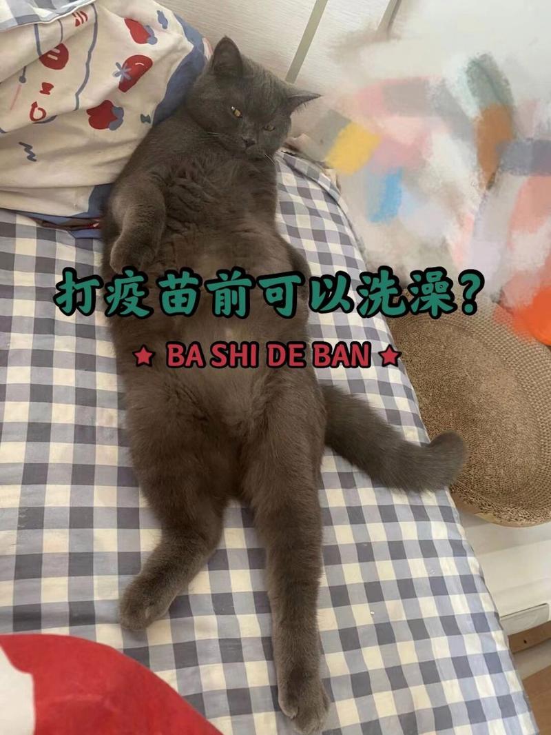 猫打疫苗前能洗澡吗