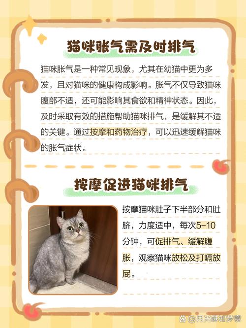 猫涨肚如何排气?