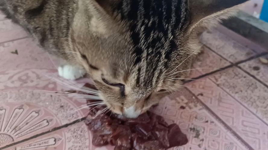猫能吃猪肝吗?