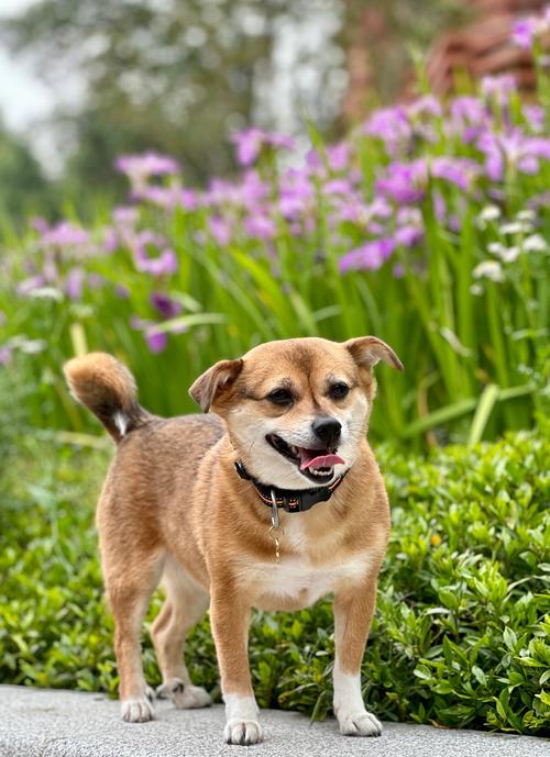 狗狗什么时候会走路