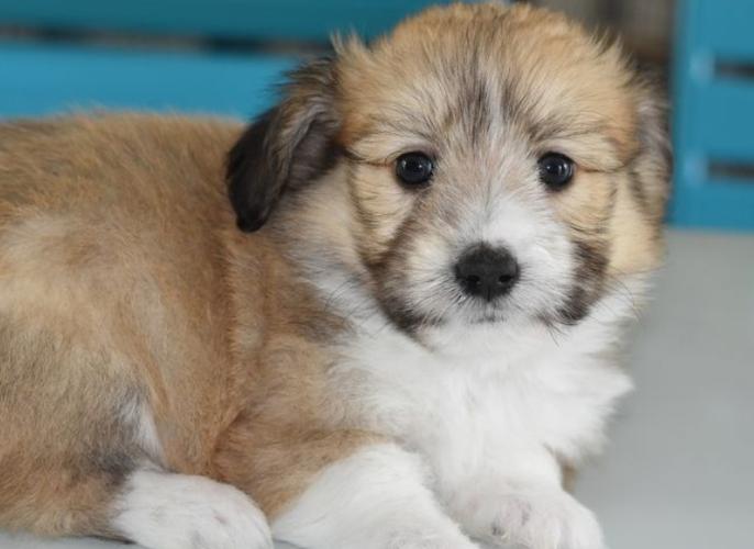 狗狗多少天睁眼走路