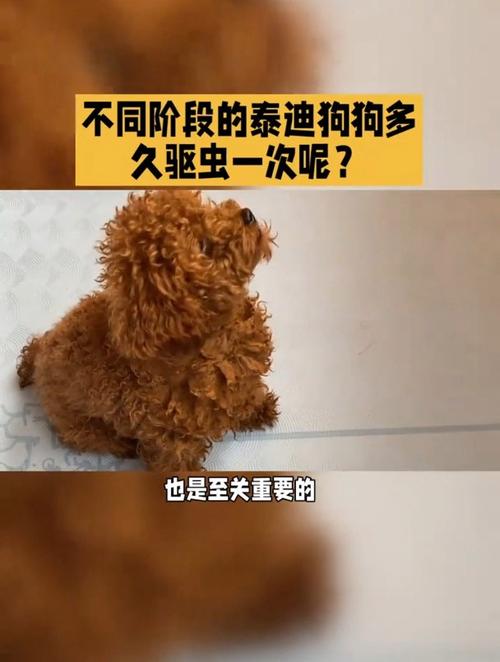 已经成年的狗狗多久驱虫一次?