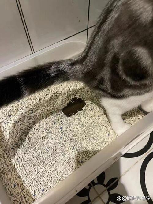 小猫拉稀怎么办啊?