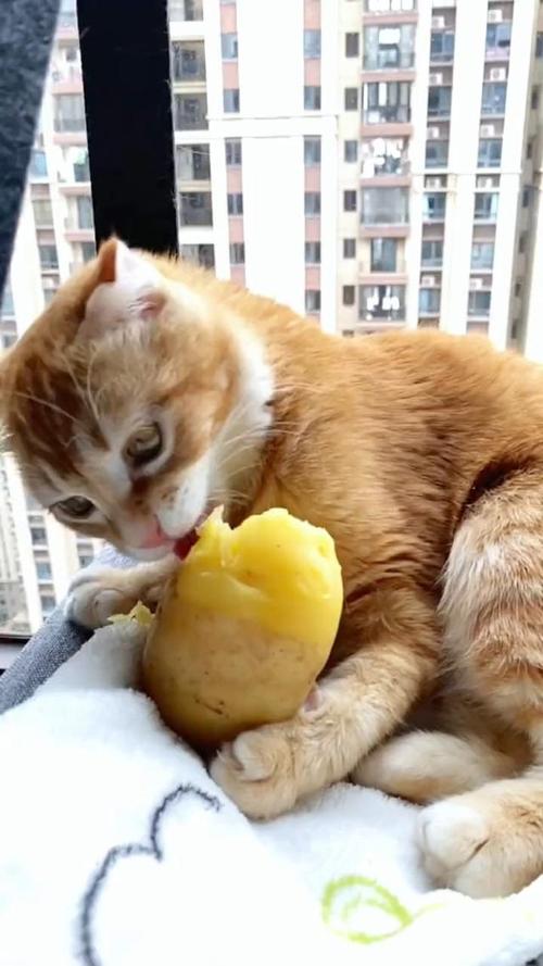 哪些食物不能随意给猫吃