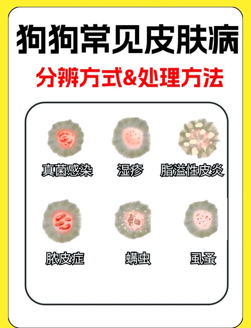 狗狗皮肤破烂了怎么治?
