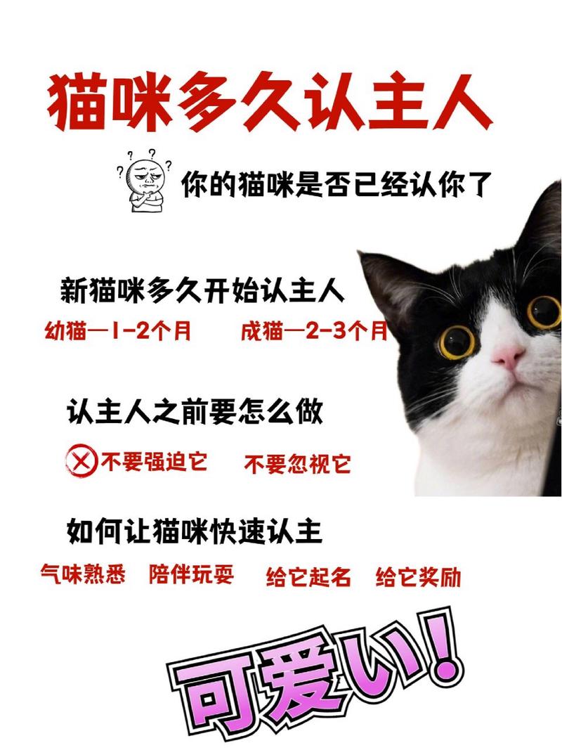 猫走丢几天还会认主人吗