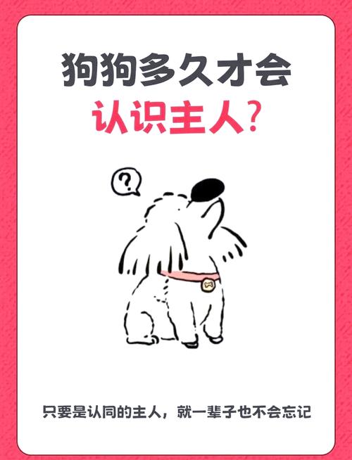 一家三口狗狗到底把谁当主人