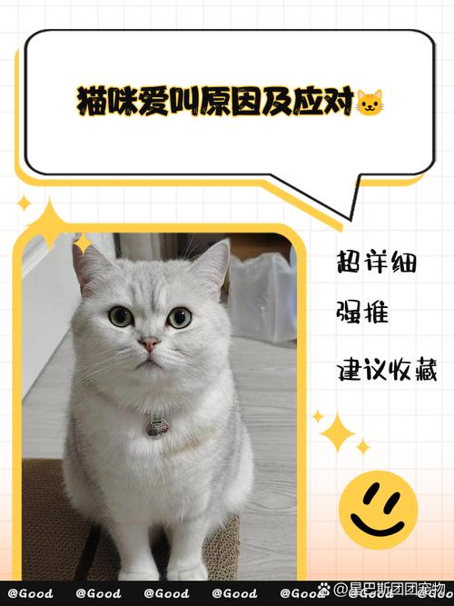 猫咪一直叫太烦了,怎么办?