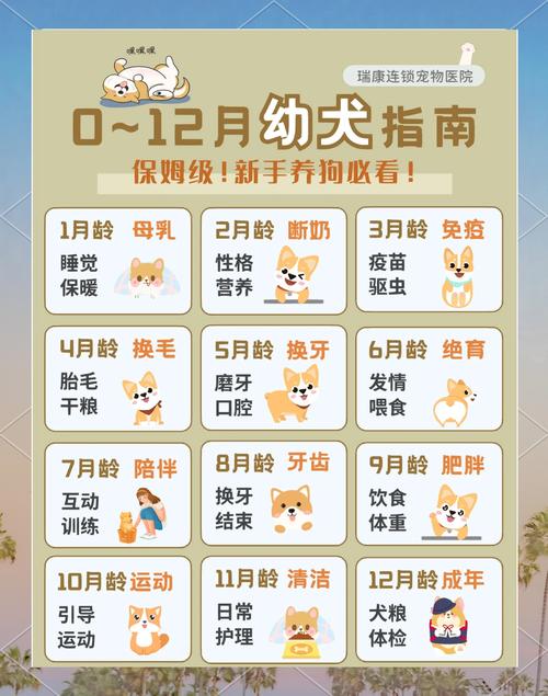 狗狗几个月可以出去溜?有哪些注意事项?