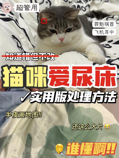 猫喜欢在被子上拉尿怎么办