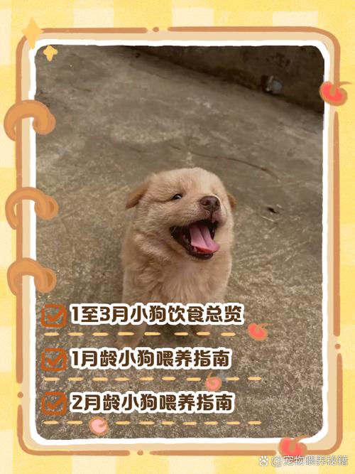 三个月的狗吃什么好