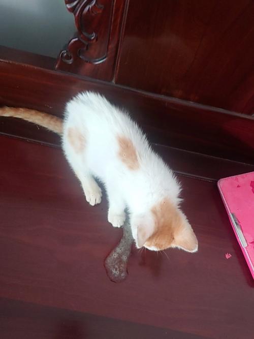 猫吐白沫会自愈吗