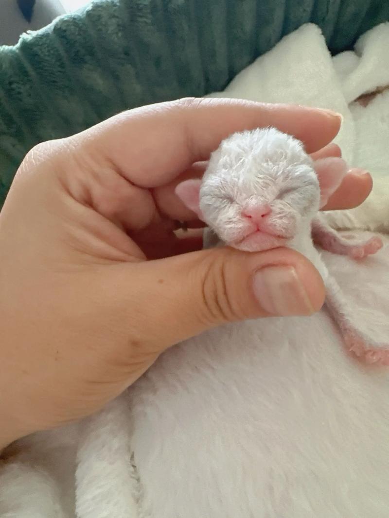 猫咪几个月能洗澡