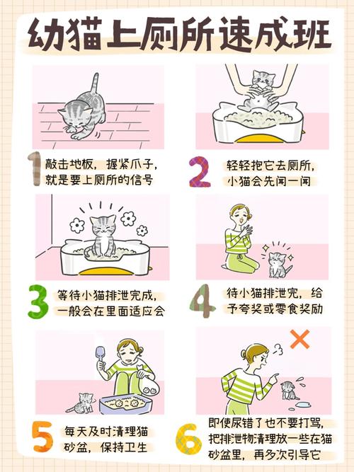 怎样训练流浪猫定点上厕所?