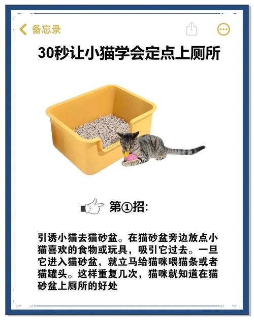 如何训练猫咪上厕所