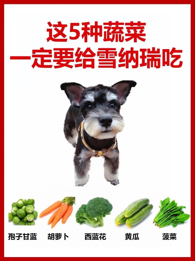 雪纳瑞吃什么食物比较好