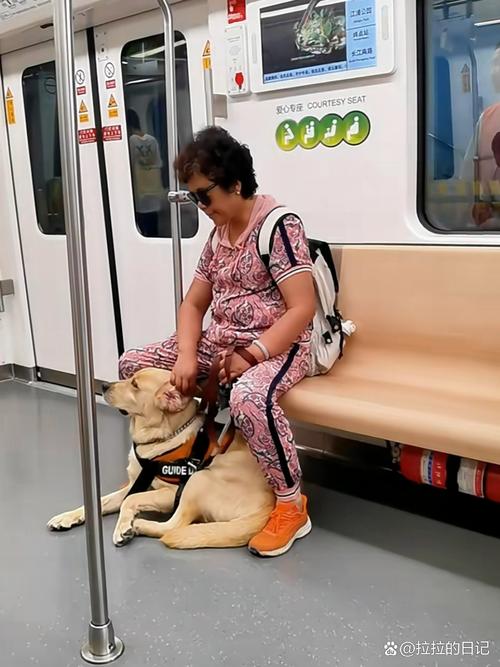 为什么国内狗狗不能上公交地铁,国外却当作习以为常?