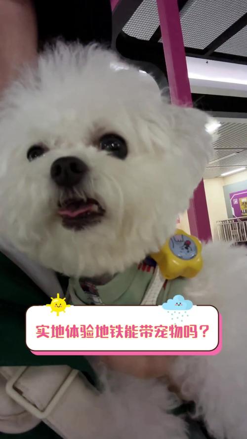 杭州地铁上可以带宠物吗?放在宠物包里