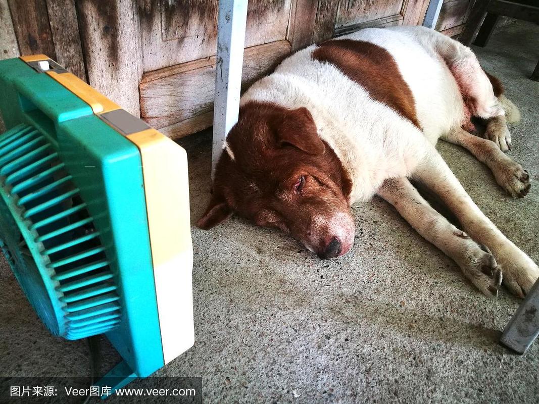 狗狗能吹电风扇睡觉吗