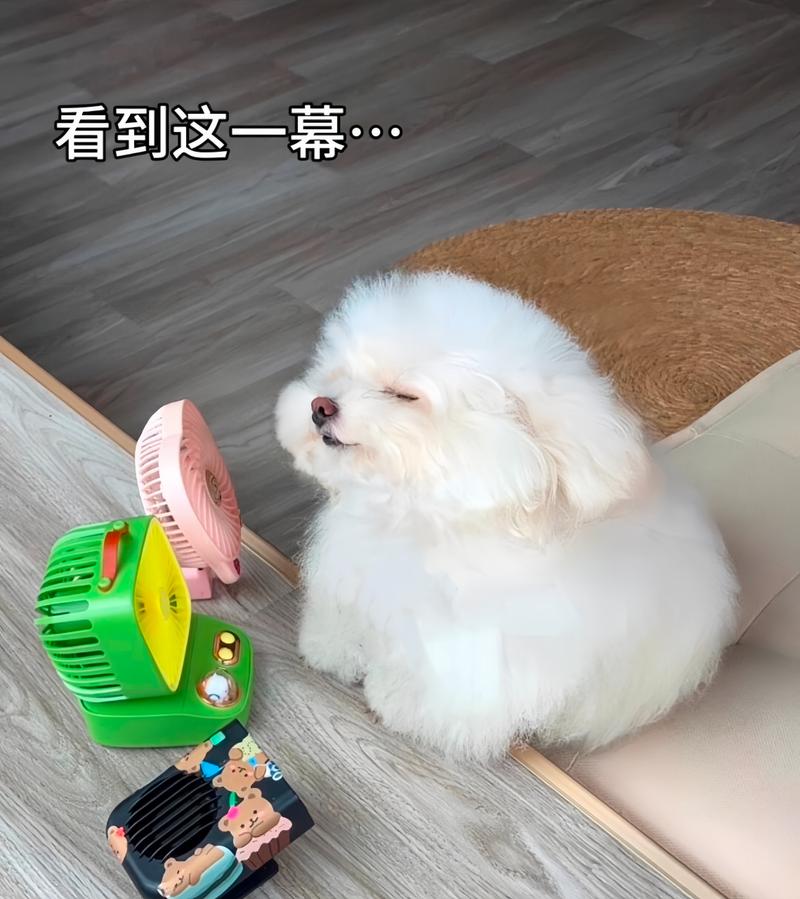 夏天晚上可以给狗狗吹风扇吗