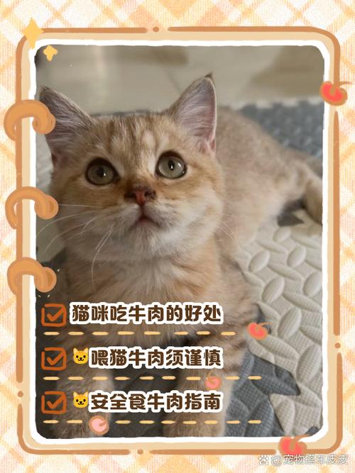 为什么不能喂猫咪生牛肉?