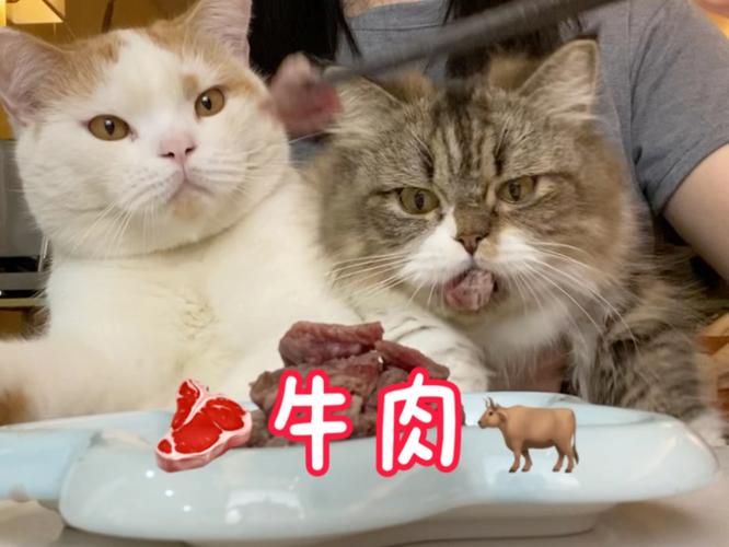 猫吃牛肉好不好?