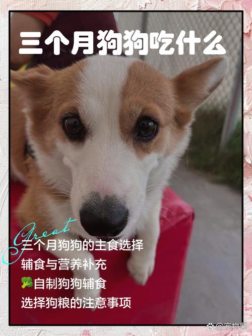 三个月大的泰迪狗狗除了吃狗粮还能吃什么