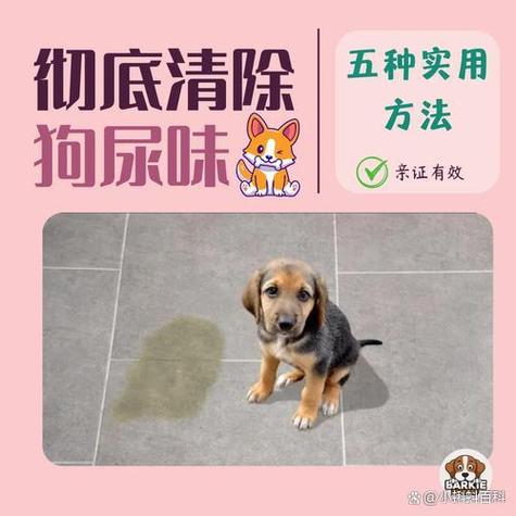 去除狗尿骚味,用这5招老偏方,太实用了