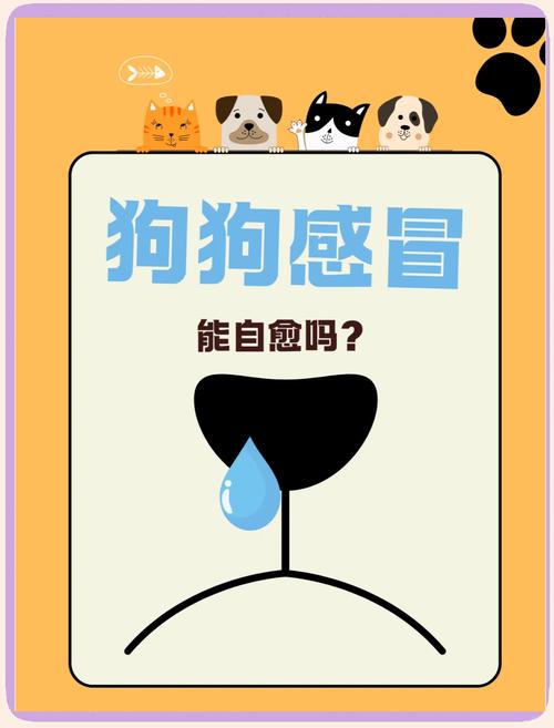 三个月狗狗感冒能自愈吗