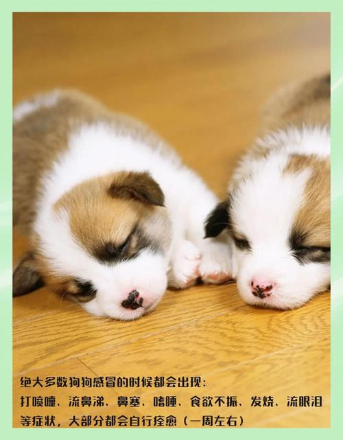 狗感冒一般几天自愈