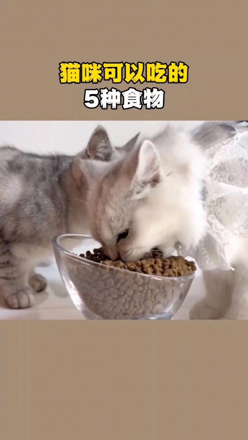 为什么猫咪不能吃甜食物