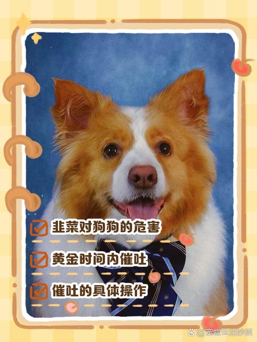 狗狗吃了3个韭菜饺子怎么办