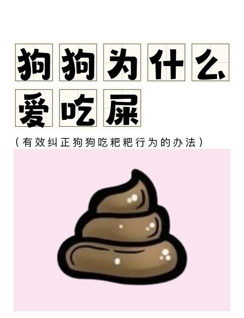 谁说狗改不了吃屎,如何正确解决狗狗吃便便的坏习惯?